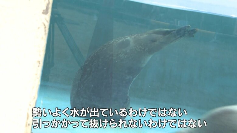 好奇心旺盛すぎて穴が気になるよう