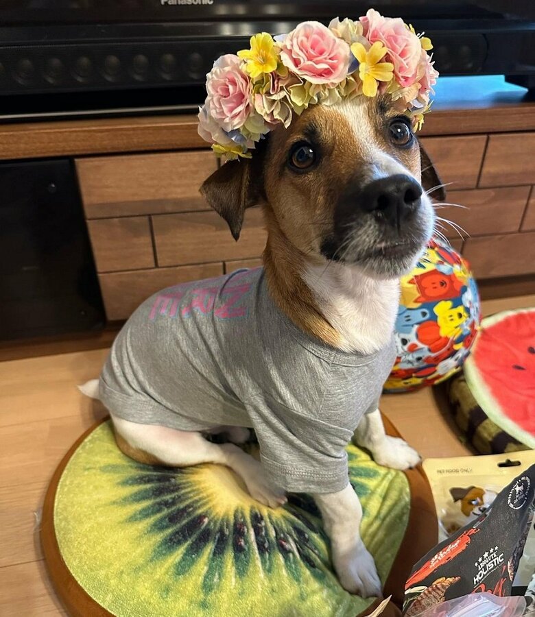 花冠