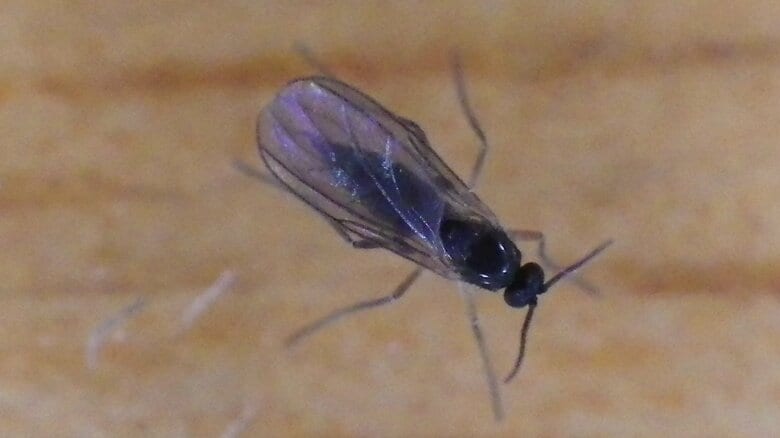 クロバネキノコバエ（画像提供：著者本人）