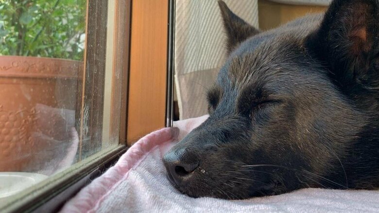 ぐっすりのはな子ちゃん