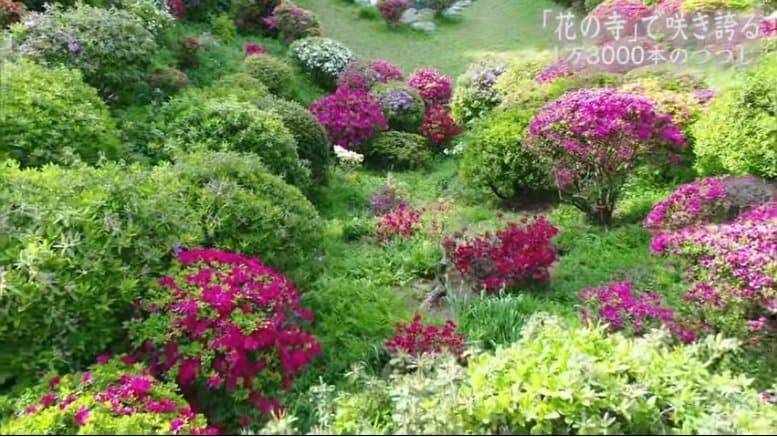 「新生株」で空いた空間