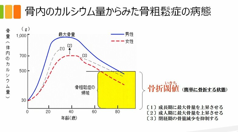女性は成長期・成人期に最大骨量を上昇させる必要あり（菅沼安嬉子著「正しく食べて健康に生きよう」より）