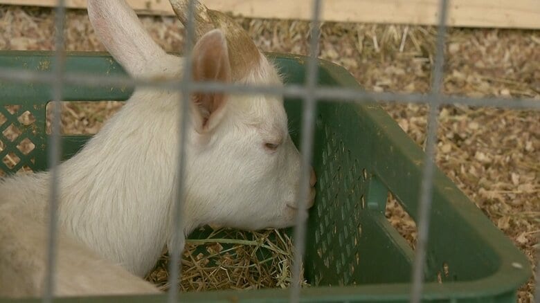 かごの中でうとうと…