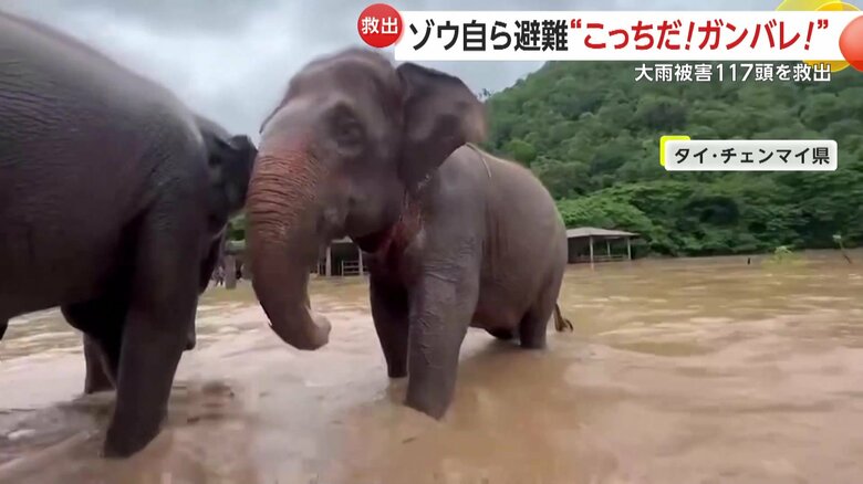 仲間の鳴き声を頼りしたのか無事に合流できた目が見えないゾウ