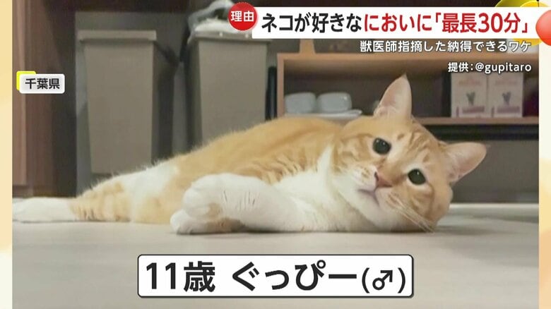 靴のにおいにドハマりしているグッピー