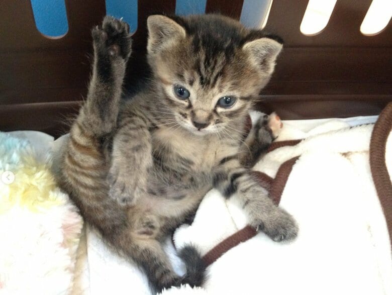 子猫時代のゆずちゃん