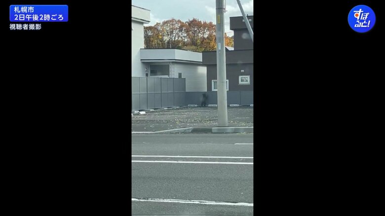 札幌市南区の住宅街に、2日午前11時半ごろから体長70cmほどの子グマ1頭が出没