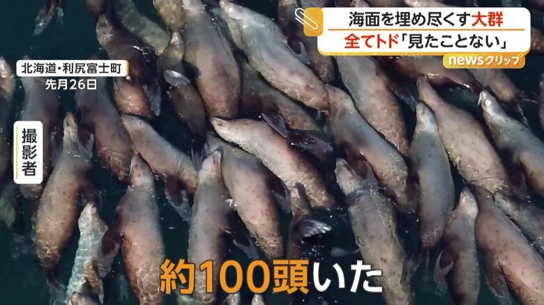 「約100頭いた。見た中では一番多かった」と語っている撮影者