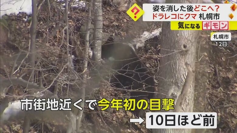 約10日前に公園で目撃されたクマの姿