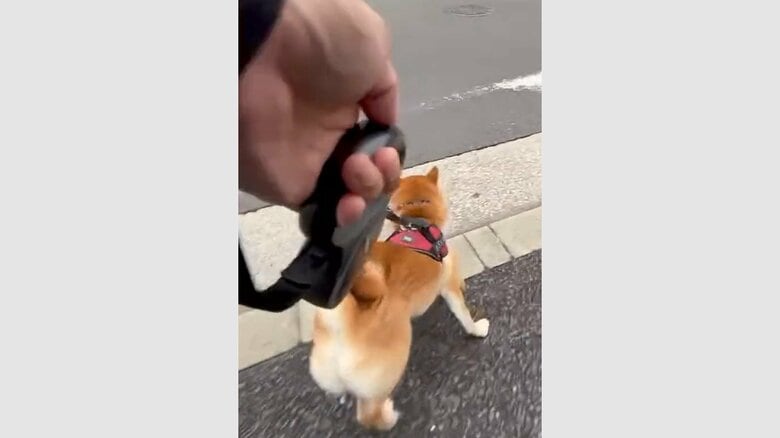 道の反対側でも、先生の動物病院を見つけると行きたがる