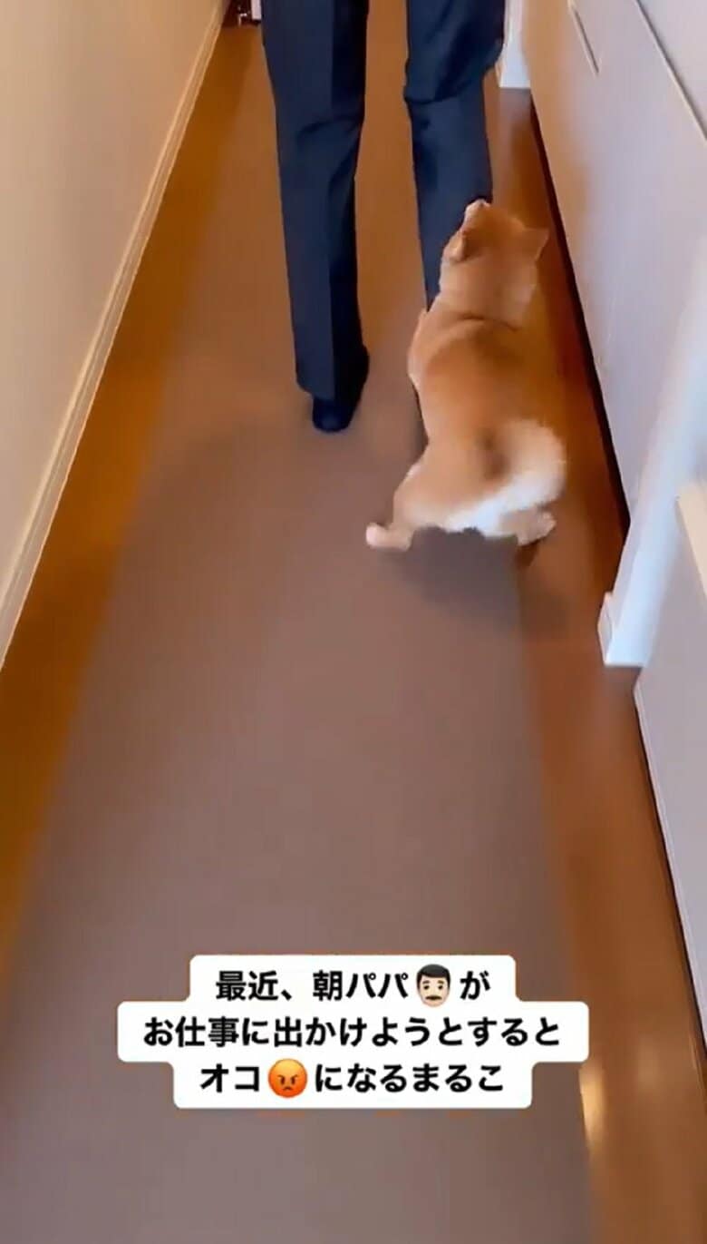 「会社にいく」というパパさんを必死に止めようとしている