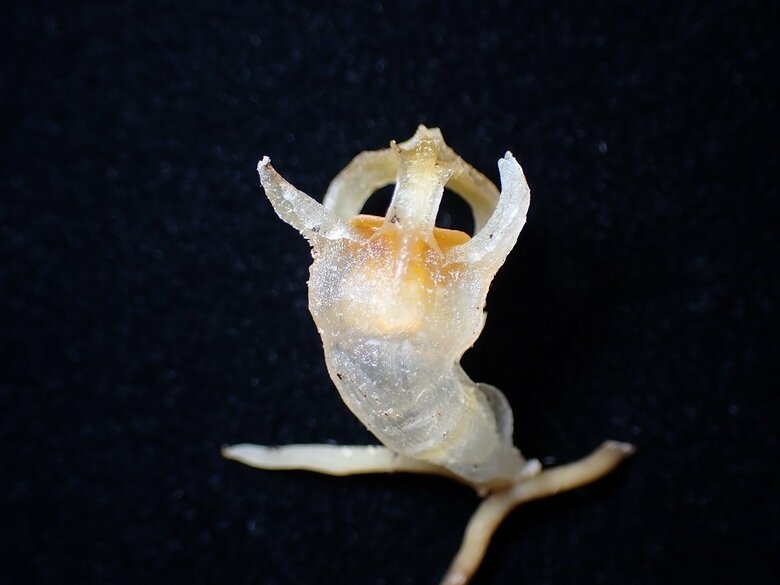 今回発見された「コウベダヌキノショクダイ」（画像提供：神戸大 末次健司教授）