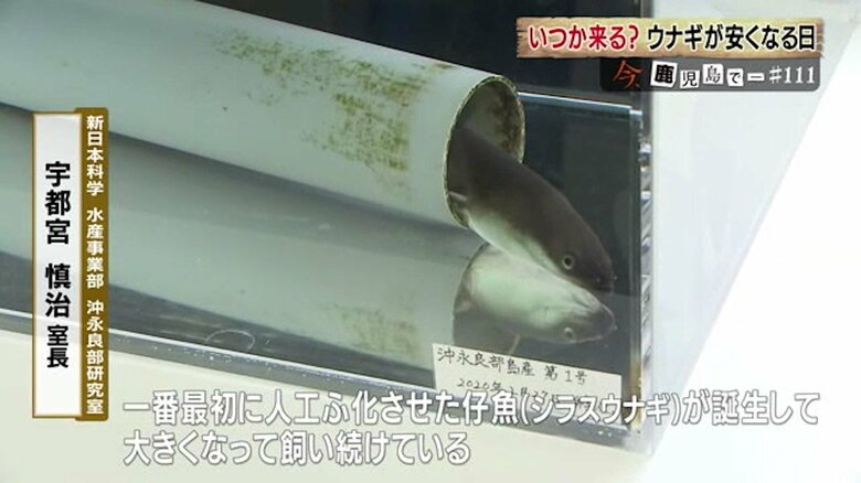 人工ふ化に成功した「第一号」の“ウナコ”