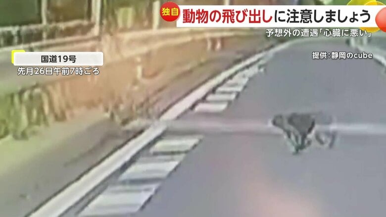 車を気にすることなく小さな手足を動かし、道路を横切って姿を消したサル