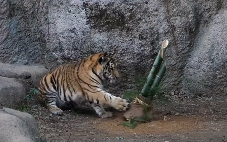 動かないと強気にパンチ