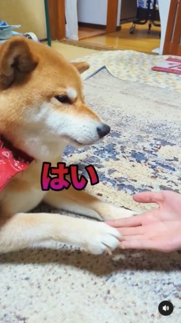 提供：柴犬スティーブch【コーギーと猫を添えて】さん