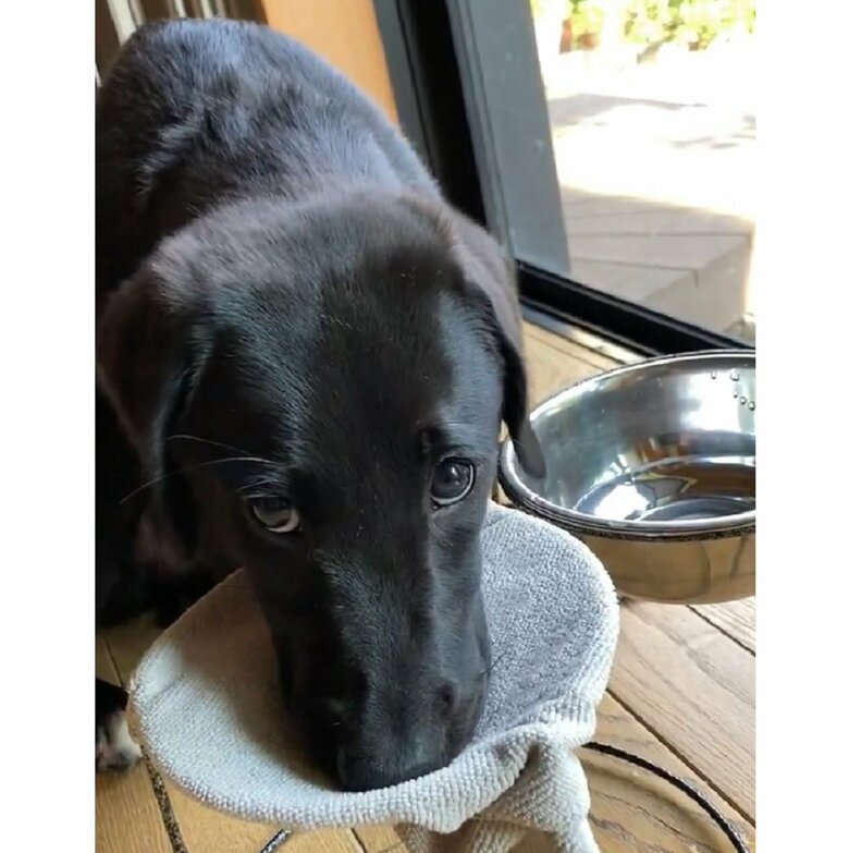 「ちゃんと拭けている？」とでも言うかのように上目遣いで見てくる