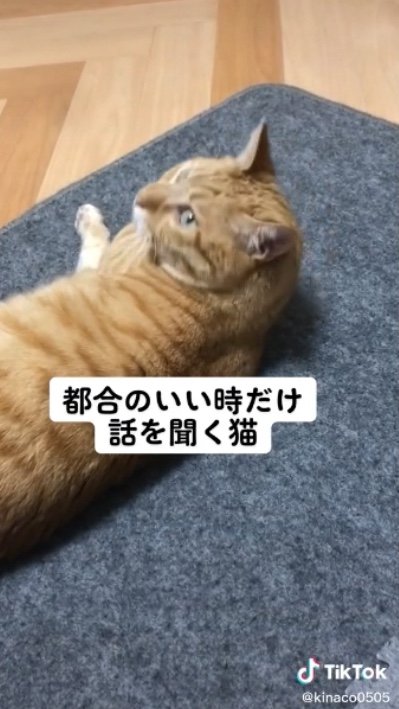 提供：あずきなこさん