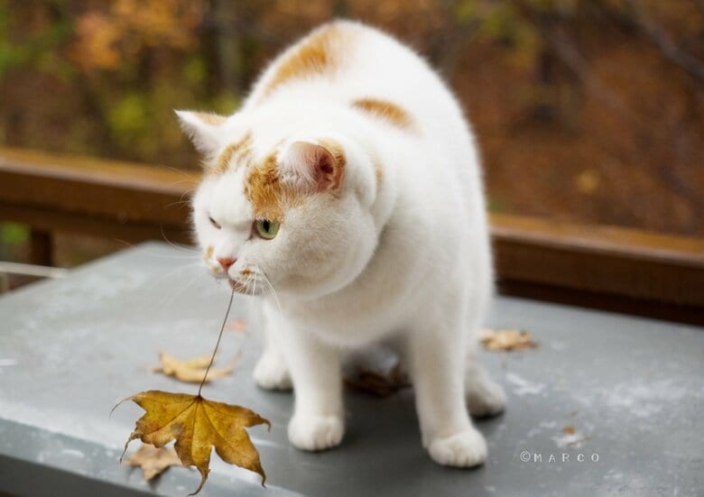 落ち葉を満喫中（提供：MARCOさん）