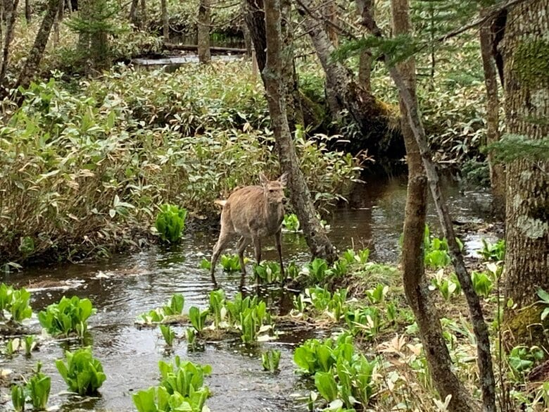 鹿が水芭蕉の白い花を食べていた