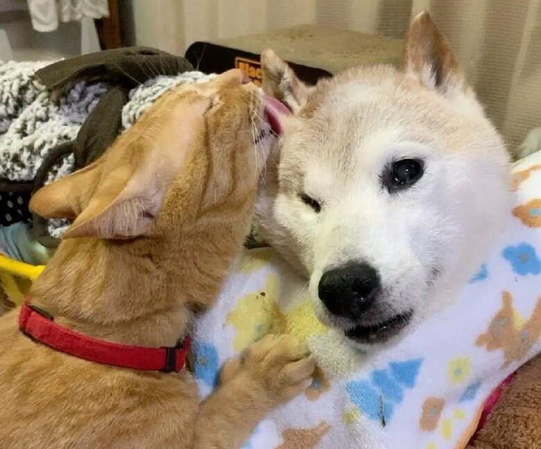 左：ちまきくん　右：エンくん