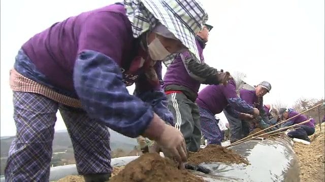 ブドウ栽培を始めたころ