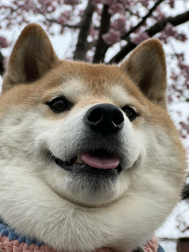 画像提供：柴犬ハナさん