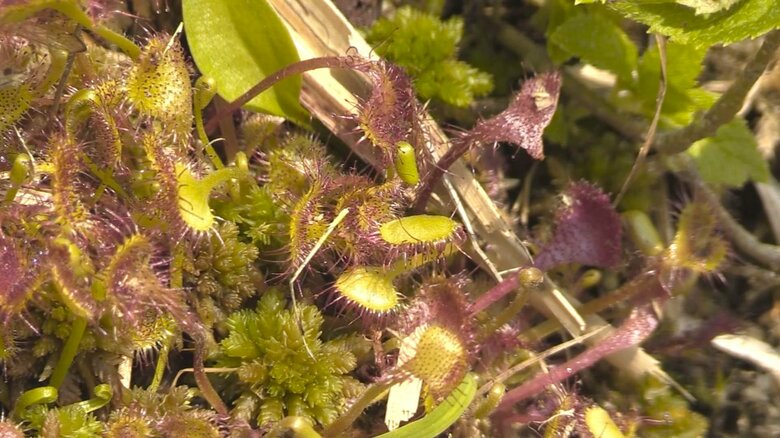 食虫植物　モウセンゴケ