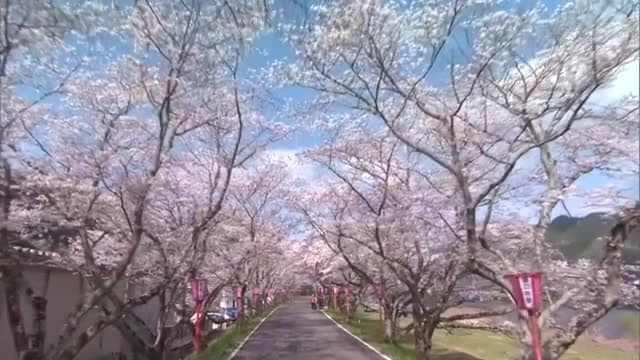 約１キロの桜並木満開　真庭・久世のトンネル桜見ごろ　地元出身ＪＯ１・豆原一成さんのぼんぼりも【岡山】