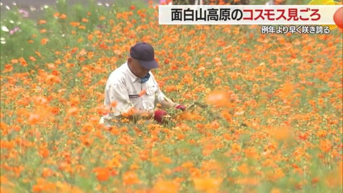 高原に“秋の訪れ”コスモスが敷地いっぱいに咲き誇る 暑さで管理に苦労