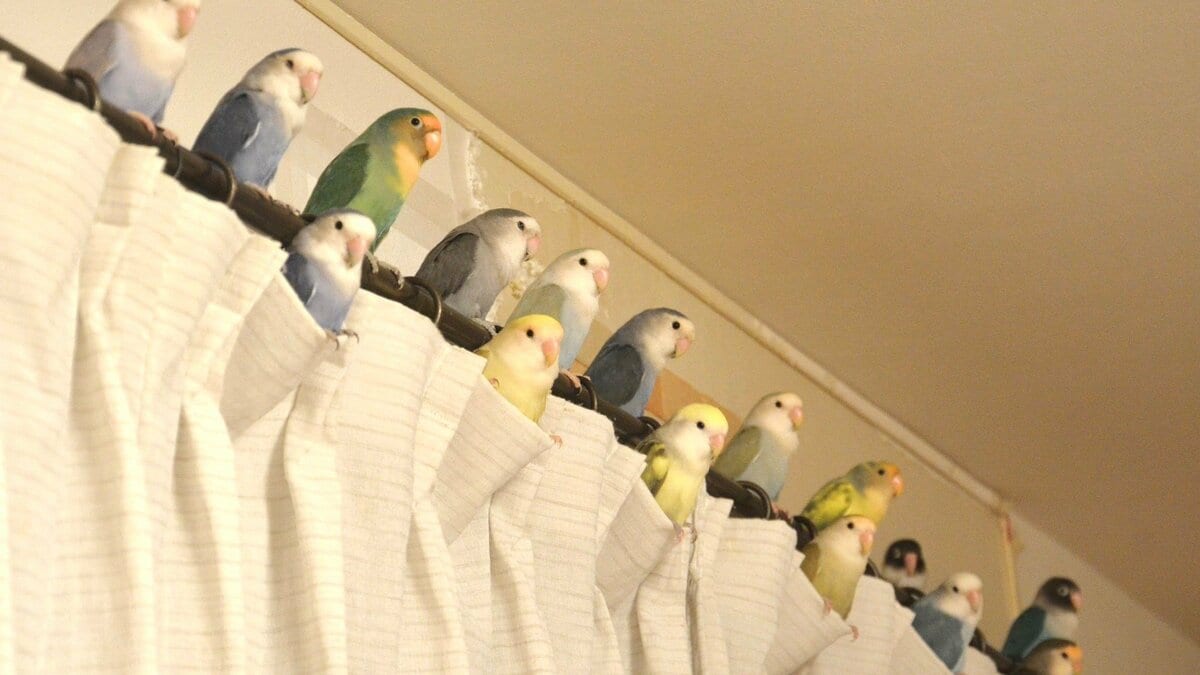 可愛いが渋滞ってコレ」カーテンレールにずらり並んだインコ16羽が壮観