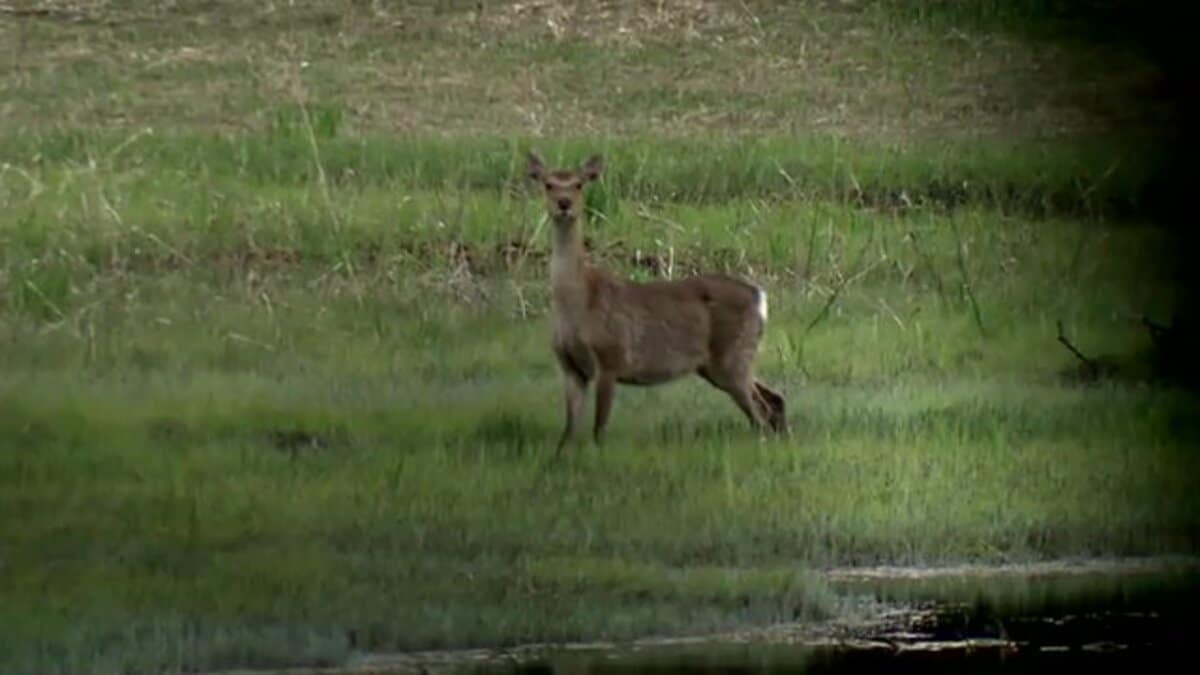 ニホンジカの尻尾 4本 尾瀬に出没！ニホンジカ ニッコウキスゲが好物 過去には深刻な食害も