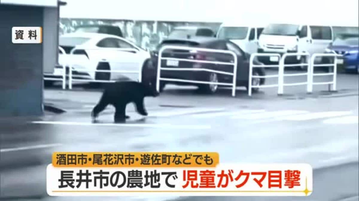 クマ出没】酒田市の畑で成獣・長井市の小学生が通学中に目撃 尾花沢市