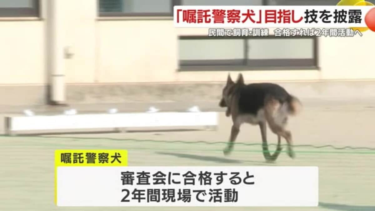 嘱託警察犬」目指し技を披露！ 合格すれば２年間活動へ 鹿児島・桜島｜FNNプライムオンライン