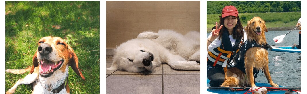 楽天トラベル 19年 全国の宿 自慢の 看板犬ランキング を発表