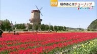 桜の後はチューリップ！色とりどりの花が山陰を彩る　マラソン大会や今年で最後のイベントも…