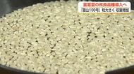 富山のブランド米「富富富」に改良品種　粒が大きく収量アップの「富山100号」、2030年導入目指す
