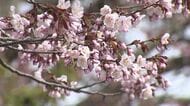 街中は続々と咲いているのに「開花とはなりませんでした」…函館・札幌・帯広でサクラ開花発表にはならず_待ち遠しいサクラ開花発表！平年より10日程早い開花予測で函館のホテルは争奪戦に＜北海道＞