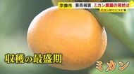 記録的大雨から3ヵ月　ミカン農園には今も大きな爪痕「復旧には1～2年かかる」　それでも“大勢の人に味わってほしい”　福岡・宗像市