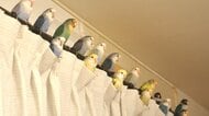 「可愛いが渋滞ってコレ」カーテンレールにずらり並んだインコ16羽が壮観…どれだけお気に入りの場所なのか聞いた