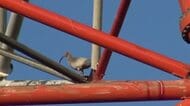 能登の空に羽ばたく！羽咋市などで放鳥されたトキの姿を捉える