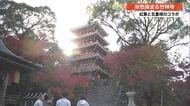 うっとりする美しさ　五重塔と色とりどりの紅葉が共演、竹林寺で来月上旬まで【高知】