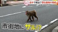 街中でも続出!?野生動物の脅威【しらべてみたら】