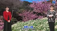 河津桜とスイセンが見ごろ　潮風に揺られ甘い香り　尾道市因島・船隠し公園