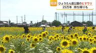 「夏だ！」ヒマワリ25万本見頃 摘んで持ち帰りも 佐賀市ひょうたん島公園【佐賀県】
