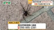 対馬市でセアカゴケグモを初確認