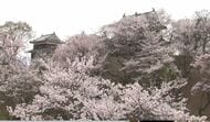 城跡を彩る桜が満開　「上田城千本桜まつり」開幕　夜はライトア…
