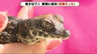 希少なニシアフリカコビトワニ繁殖に成功 飼育員が感動「念願だった」 静岡・河津町