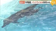 11月に誕生 バンドウイルカの赤ちゃん 元気にすくすく 福岡市・マリンワールド海の中道