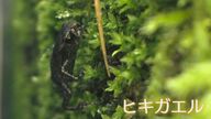 標高829メートルの“霊峰”を必死に登る僅か1センチの子ガエルたち   その姿を追う42歳の“カエル少年” 【福岡発】